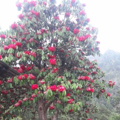 RBFE@2020 theme song