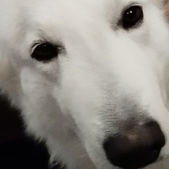 Versailles come check thissss gjc