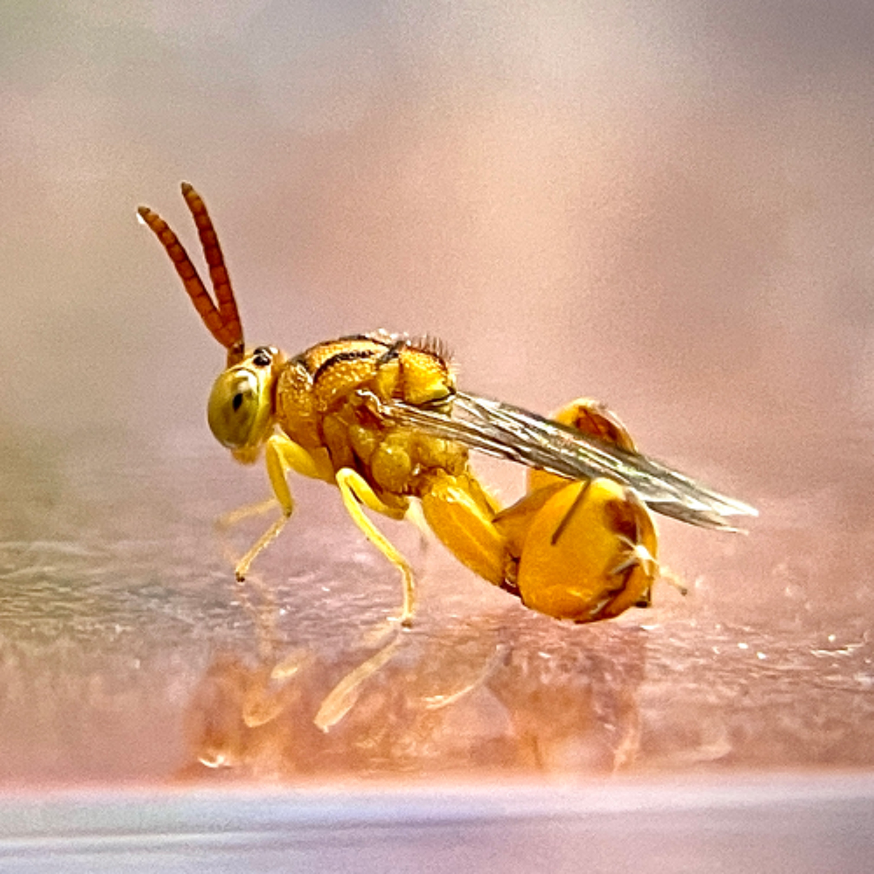 Life Along The Streetcar