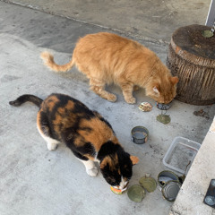 simp - its a wonderful life