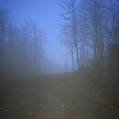 Tawny Owl Pair, Forest Clearing.