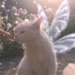 ── .✦