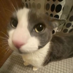 ROBLOX LOUD BYPASSED LONEWOLF BY CONVOLK AUDIO BY DAPUMPKINGOD ULTRA MEGA RARE SUPER RARE LOUD