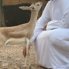 يتعب الصياد ~ محمد بن زميع