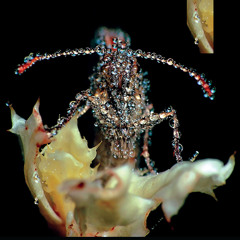 ᏖᏂᎥᏕ ʂԋιƚ ๒๏ยภςץ