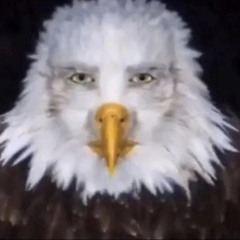 Desert eagle