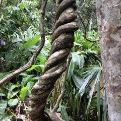 Ayahuasca Leaves, Rio Grande PR