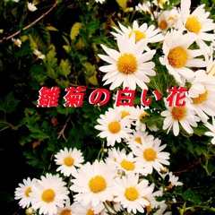 雛菊の白い花(敢えて昭和歌謡)