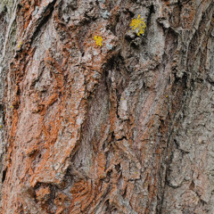 Mycorrhiza III