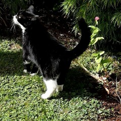 A Cat Called Mols