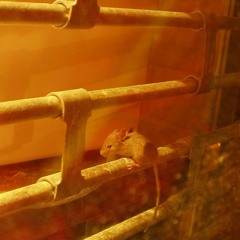 Symplex - alley cats