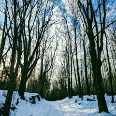 A Winter Walk with Birch and Ash