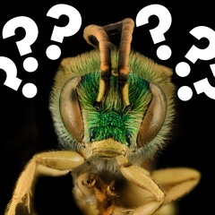 Can you guess the animal before we do?
