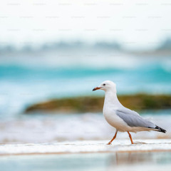 on the beach with a seagull