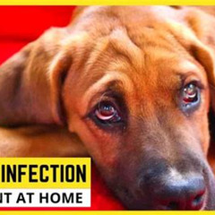 Best Dog Eye Infection Treatment Athome Reviews