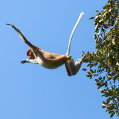 Flying Monkey