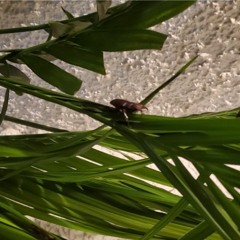 Mckenna Carnage (Horned Beetle)