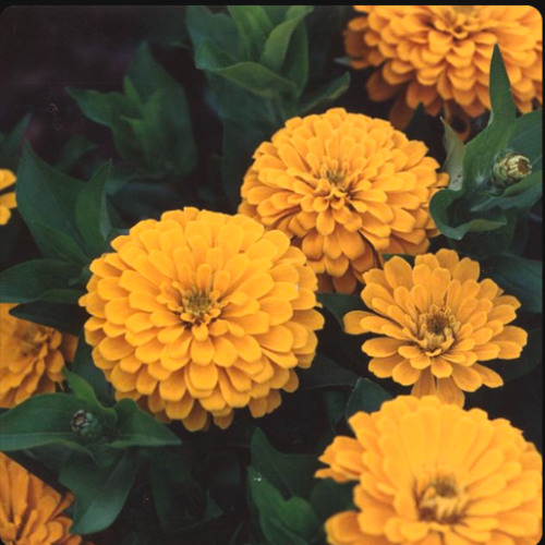 Relapse 27.nov.25 arr2