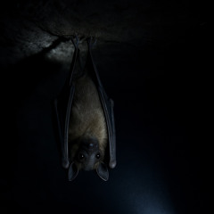 bat