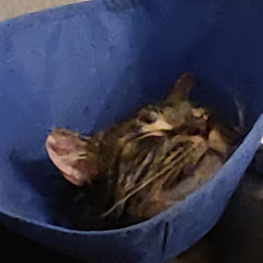 SNSTVTY x Hair Down - Mashup