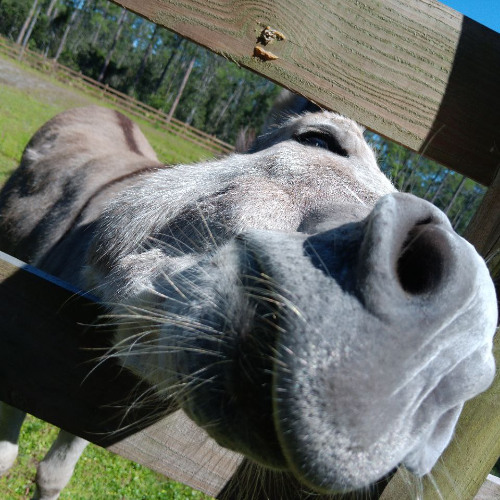 Tangentially Related To Sayings Equine In Nature