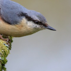 Nuthatch - MixPre - 6756