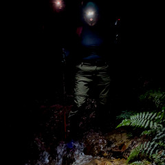 300525 / Listen Fauna / Maria Gracia en el Bosque Maestro / Tierra de Bosques