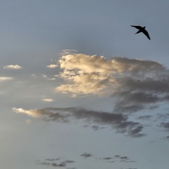 IWC - Vinyl Mix Aug 11, 2024