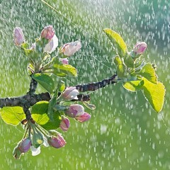 Blossom
