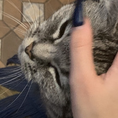 я тебя люблю