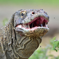 Komodo P . Lynn Williams x Neverbrokebeatzz