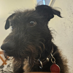 UZ : DU ER MIN PETERPLYS