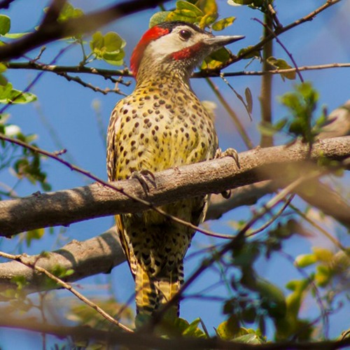 Stream episode pica-pau-verde-barrado (Colaptes melanochloros) by Ruan ...