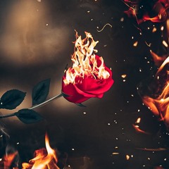 Beautiful Rose - 8ii8