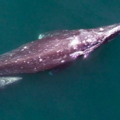 The Whales Speak In Tongues 432Hz MIX