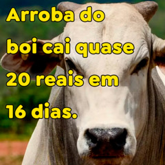 Arroba do boi cai quase 20 reais em 16 dias