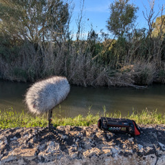 Albufera_Egretta garzetta_Silberreiher