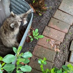 AAAC Wildlife Removal of San Diego - Wild Animal Catcher San Diego