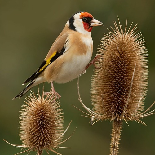 Stream Goldfinch (Carduelis carduelis) by SongBird Survival | Listen