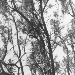 Sam Franco Accordion Studio