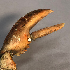lobster claw