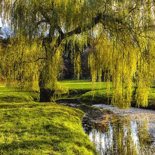 In the willow meads of Tasarinan