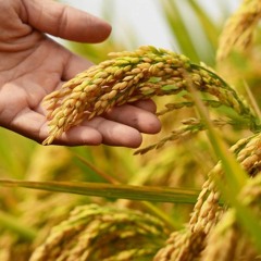 Sindicato teme desvalorização no arroz nacional com a isenção da tarifa de importação