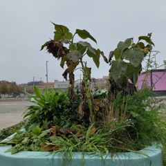 Stille 🤐 type freestyle