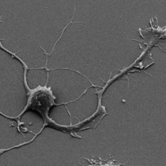 Form004 (Shofar Tryout)