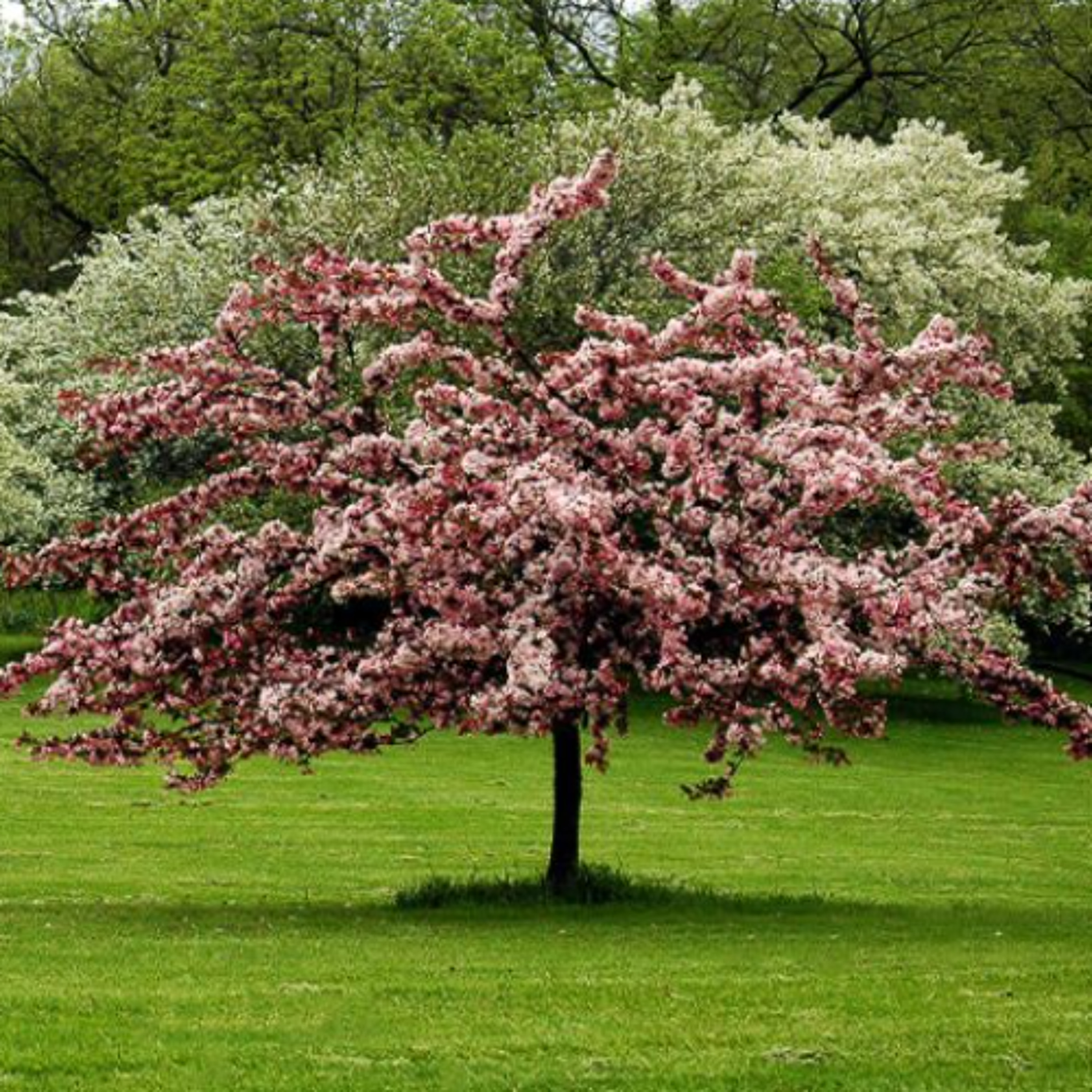 awanderingsky / skyrockstudio