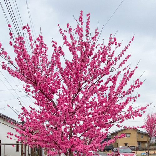 ngày mai mình cưới nhau đi