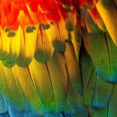 AyeAlim - go DUMB (FREESTYLE)