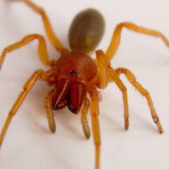 Copperheaded Spiderwoman  Rex Stratton  (c)2024