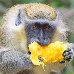 Review Special Price Barbados Smallgroup Monkey Feeding Experience